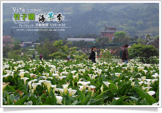 【竹子湖海芋季】竹子湖海芋～陽明山竹子湖海芋季