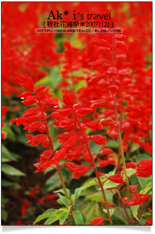 新社花海節》新社花海一日遊～我們賞花去，超美的波斯菊花田