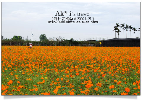 新社花海節》新社花海一日遊～我們賞花去，超美的波斯菊花田