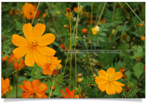 新社花海節》新社花海一日遊～我們賞花去，超美的波斯菊花田