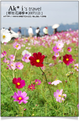 新社花海節》新社花海一日遊～我們賞花去，超美的波斯菊花田