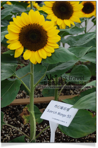 新社花海節》新社花海一日遊～我們賞花去，超美的波斯菊花田