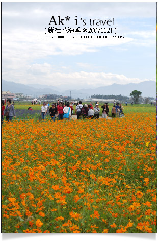 新社花海節》新社花海一日遊～我們賞花去，超美的波斯菊花田