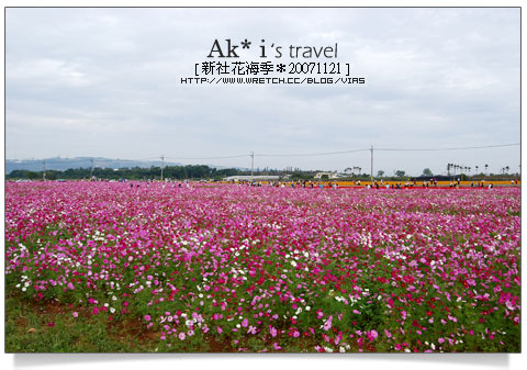 新社花海節》新社花海一日遊～我們賞花去，超美的波斯菊花田