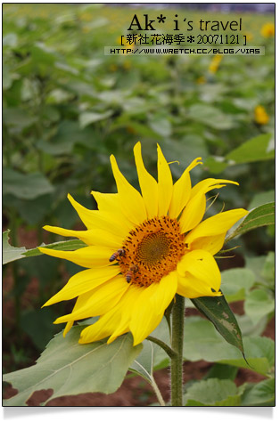 新社花海節》新社花海一日遊～我們賞花去，超美的波斯菊花田