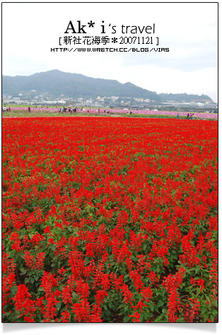 新社花海節》新社花海一日遊～我們賞花去，超美的波斯菊花田