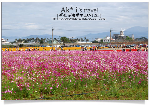 新社花海節》新社花海一日遊～我們賞花去，超美的波斯菊花田