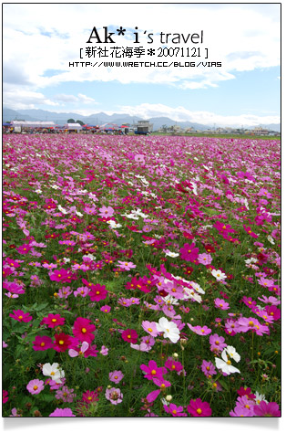 新社花海節》新社花海一日遊～我們賞花去，超美的波斯菊花田