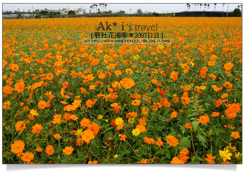 新社花海節》新社花海一日遊～我們賞花去，超美的波斯菊花田