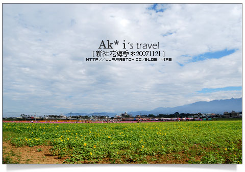 新社花海節》新社花海一日遊～我們賞花去，超美的波斯菊花田