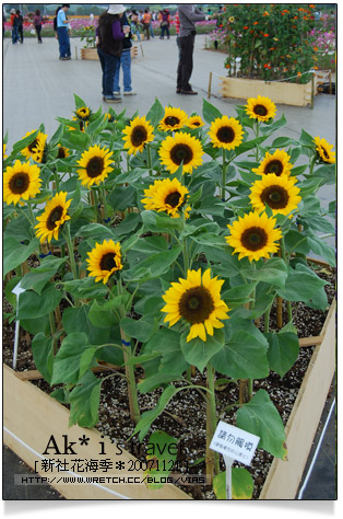 新社花海節》新社花海一日遊～我們賞花去，超美的波斯菊花田