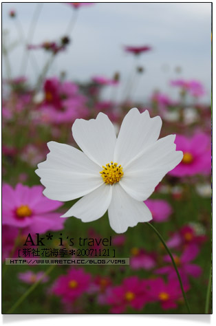 新社花海節》新社花海一日遊～我們賞花去，超美的波斯菊花田