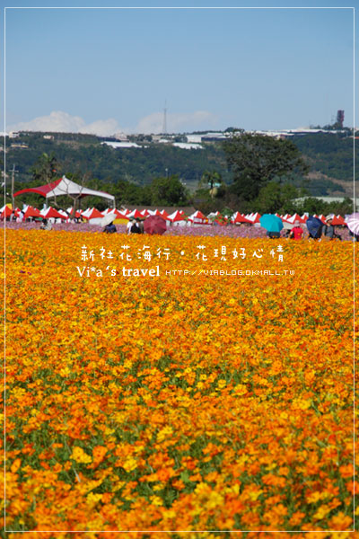 【新社花海節】新社花海行‧花現好心情－最新花海實況《黃波斯菊》