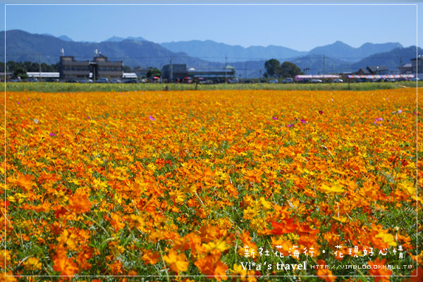 【新社花海節】新社花海行‧花現好心情－最新花海實況《黃波斯菊》