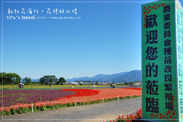 新社花海季》新社花海～在新社體驗一片彩虹大地的美景，彩虹花田之美