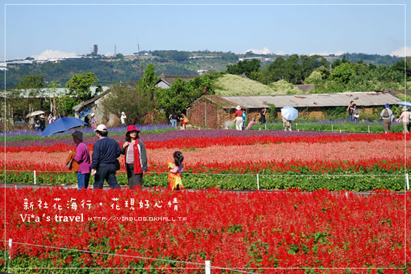 新社花海季》新社花海～在新社體驗一片彩虹大地的美景，彩虹花田之美