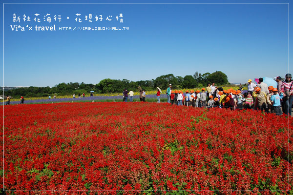 新社花海季》新社花海～在新社體驗一片彩虹大地的美景，彩虹花田之美