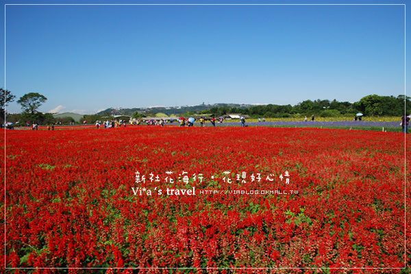 新社花海季》新社花海～在新社體驗一片彩虹大地的美景，彩虹花田之美