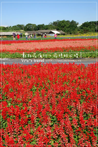 新社花海季》新社花海～在新社體驗一片彩虹大地的美景，彩虹花田之美