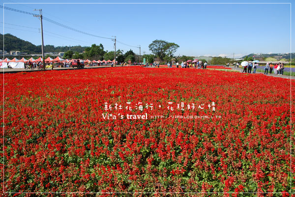 新社花海季》新社花海～在新社體驗一片彩虹大地的美景，彩虹花田之美