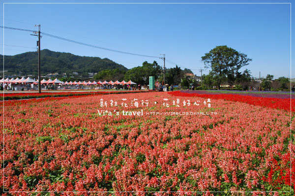 新社花海季》新社花海～在新社體驗一片彩虹大地的美景，彩虹花田之美