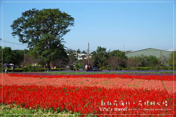 新社花海季》新社花海～在新社體驗一片彩虹大地的美景，彩虹花田之美