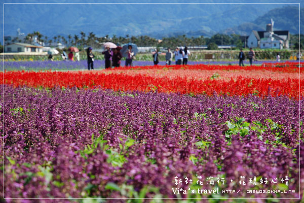 新社花海季》新社花海～在新社體驗一片彩虹大地的美景，彩虹花田之美