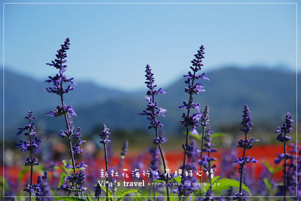 新社花海季》新社花海～在新社體驗一片彩虹大地的美景，彩虹花田之美