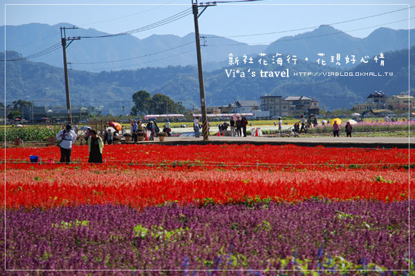 新社花海季》新社花海～在新社體驗一片彩虹大地的美景，彩虹花田之美