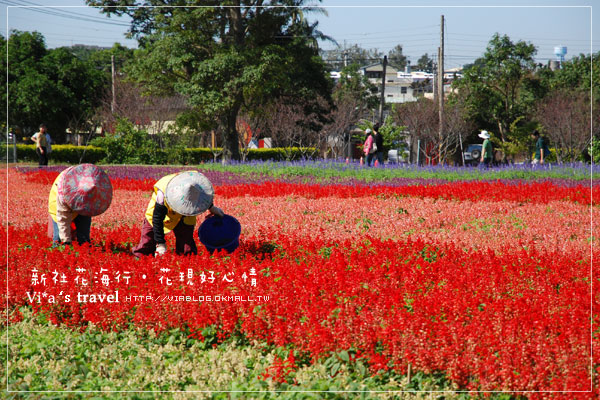 新社花海季》新社花海～在新社體驗一片彩虹大地的美景，彩虹花田之美