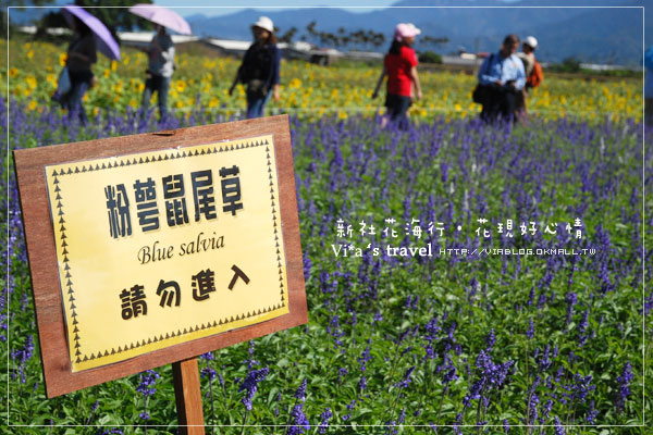 新社花海季》新社花海～在新社體驗一片彩虹大地的美景，彩虹花田之美