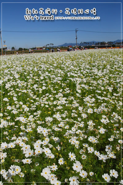 新社花海節》新社花海世界～粉俏的波斯菊甜蜜登場！波斯菊登場