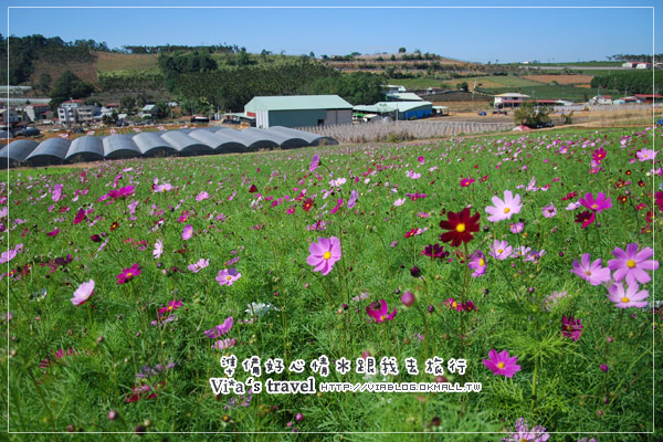 【2008南投花卉嘉年華】南投埔里大坪頂花海～開幕前大坪頂實況