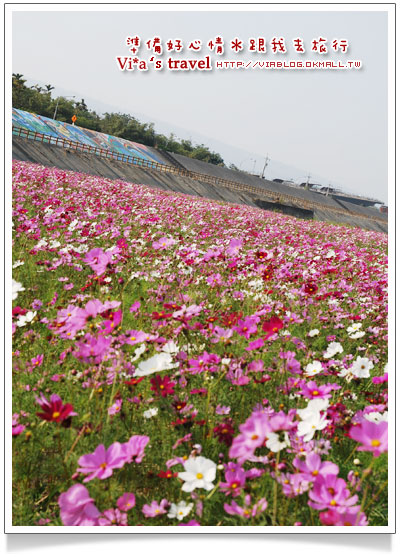 【南投花卉嘉年華】南投市綠美橋-貓羅溪自行車道花海