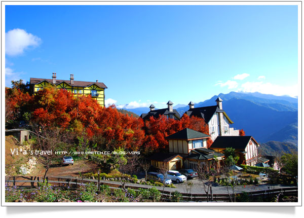 清境旅遊》冬季清境落羽松之美-清境普羅旺斯玫瑰莊園景致