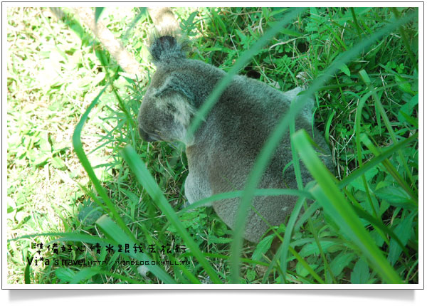 台北市立動物園》台北木柵動物園貓熊～團團圓圓熊貓一日遊