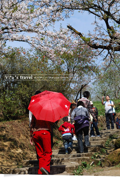 阿里山賞櫻》阿里山櫻花季賞櫻旅之二～阿里山派出所