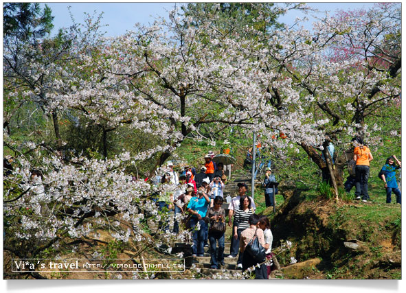 阿里山賞櫻》阿里山櫻花季賞櫻旅之二～阿里山派出所