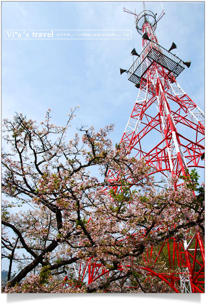 阿里山賞櫻》阿里山櫻花季賞櫻旅之二～阿里山派出所