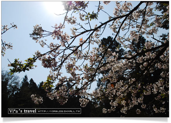 阿里山賞櫻》阿里山櫻花季賞櫻旅之二～阿里山派出所