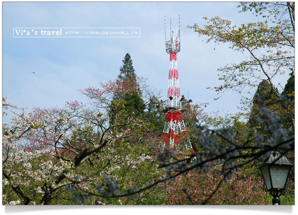 阿里山賞櫻》阿里山櫻花季賞櫻旅之二～阿里山派出所