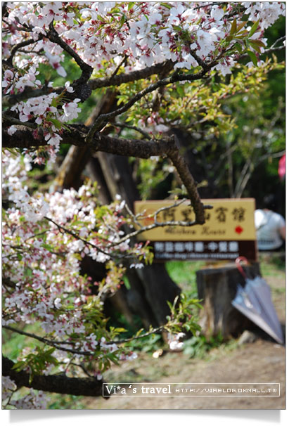 阿里山賞櫻》阿里山住宿飯店～阿里山賓館櫻花