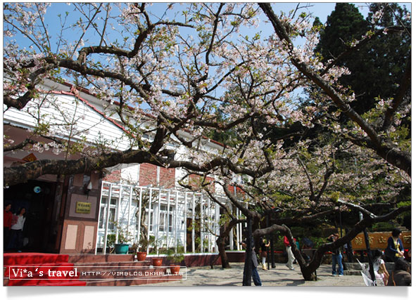 阿里山賞櫻》阿里山住宿飯店～阿里山賓館櫻花