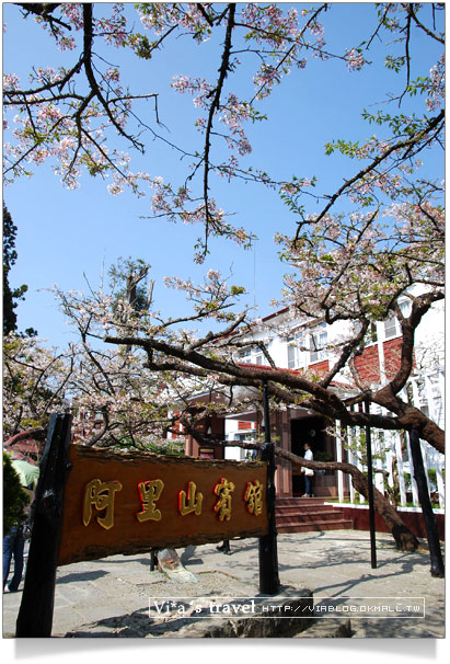 阿里山賞櫻》阿里山住宿飯店～阿里山賓館櫻花