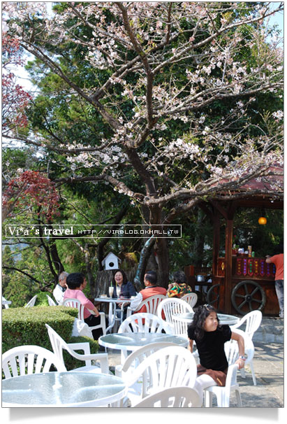 阿里山賞櫻》阿里山住宿飯店～阿里山賓館櫻花