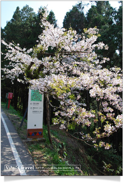 阿里山賞櫻》阿里山住宿飯店～阿里山賓館櫻花