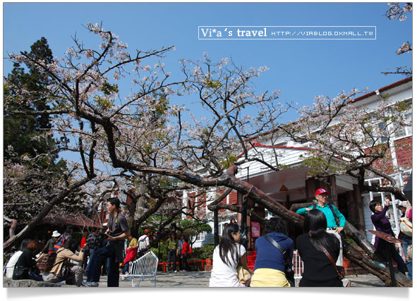 阿里山賞櫻》阿里山住宿飯店～阿里山賓館櫻花