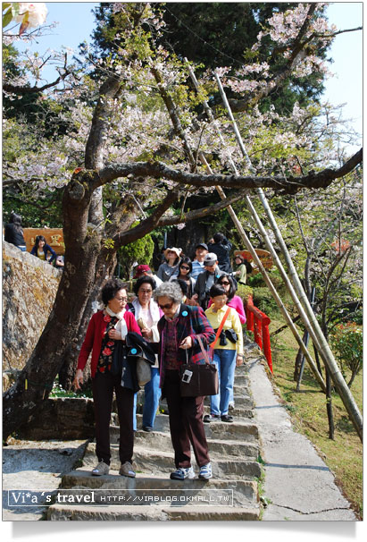 阿里山賞櫻》阿里山住宿飯店～阿里山賓館櫻花