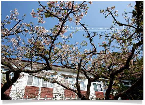 阿里山賞櫻》阿里山住宿飯店～阿里山賓館櫻花