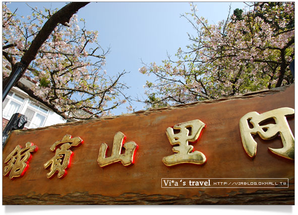 阿里山賞櫻》阿里山住宿飯店～阿里山賓館櫻花